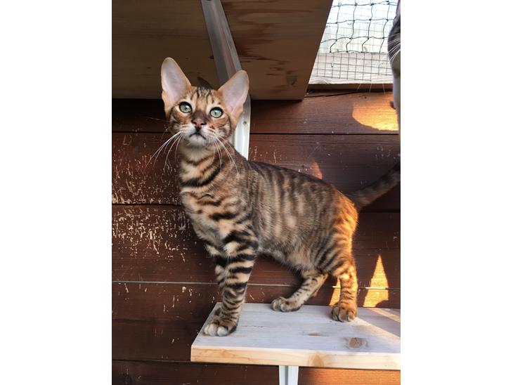 Toyger Tigervision’s Altaica “Monty” billede 1