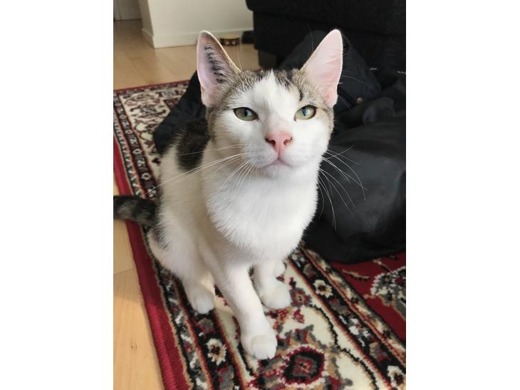 {{currentPhoto.altText}} billede {{currentPhoto.number}}