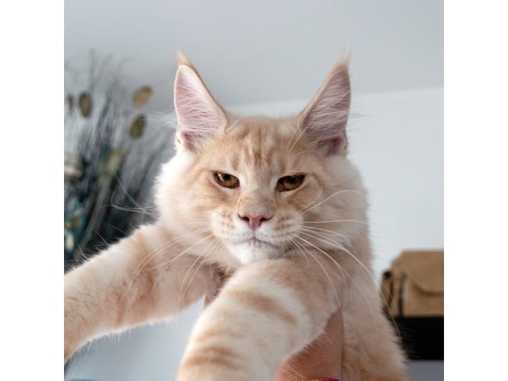 {{currentPhoto.altText}} billede {{currentPhoto.number}}