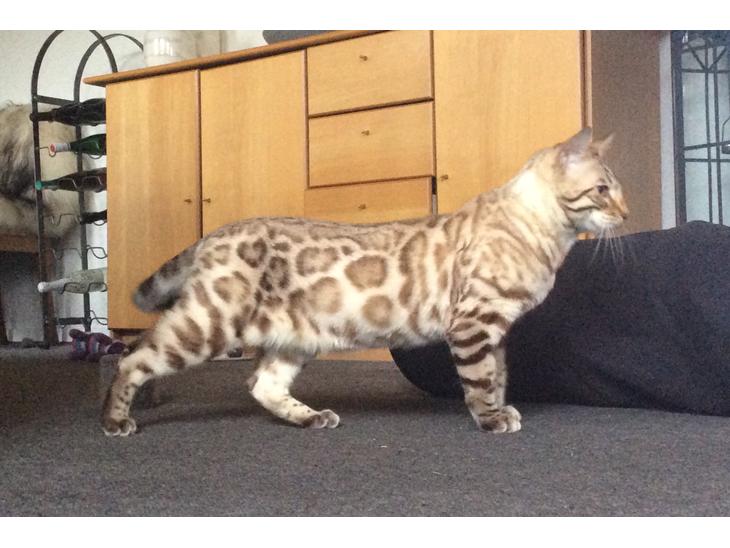 Bengal Amberheart Lumiére  billede 1