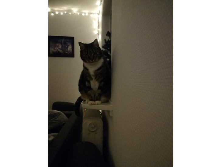 {{currentPhoto.altText}} billede {{currentPhoto.number}}