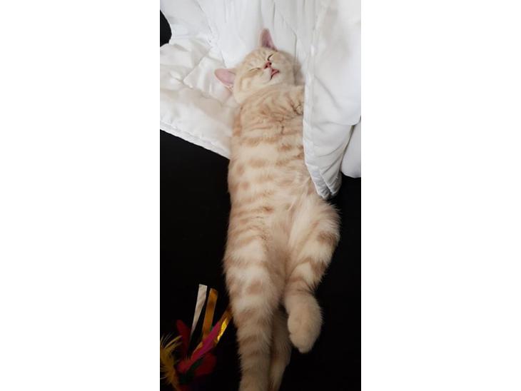 British Shorthair Frei billede 1