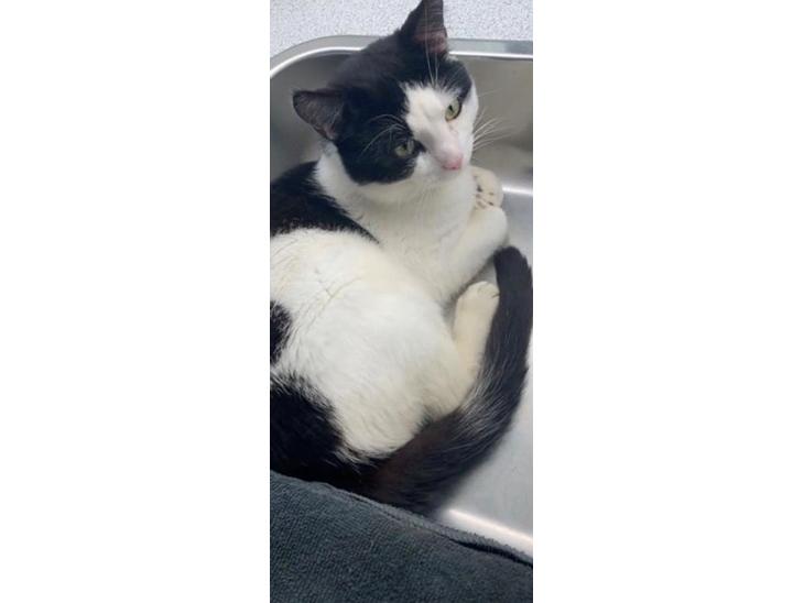 Huskat Nuri tidligere kat billede 1