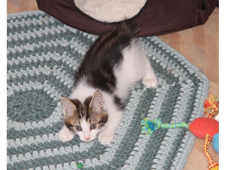 Kurilean Bobtail DK JeaTri´s Wendy billede 1