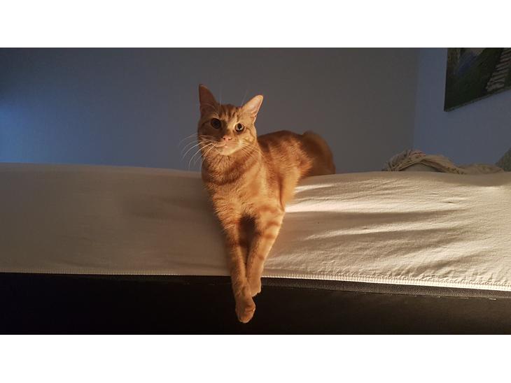 Huskat Peanut billede 1