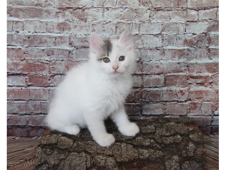 Kurilean Bobtail DK KorZhik's Alfred billede 1