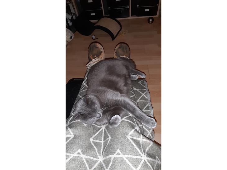 Huskat Smilla (lille fis) billede 0