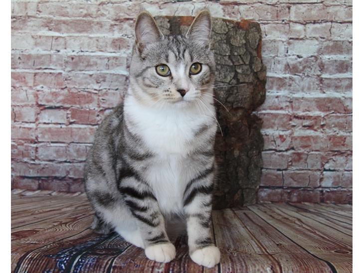 Kurilean Bobtail DK JeaTri´s Smisk billede 1
