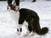 Maine Coon SE* Fortunas Fashion Amaretto