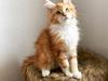 Maine Coon Drejers Miss Chloé 