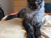 Maine Coon SE* Eyesomes Enchantress 