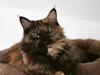 Maine Coon Kaya