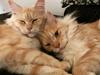 Maine Coon Alba