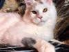 Maine Coon DK* Gentle Cat Eyes Moon Flower