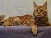 Maine Coon Myfia's Oluf Madsen