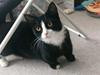 Munchkin Selma [Tidl. kat]