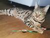 Bengal Piramocats Aya