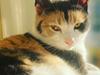 Huskat Misse