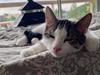 Huskat Louie