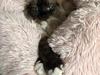 American Curl Tulle