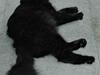 Tyrkisk Angora Ihsan von Kedi Arkadas