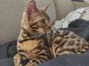 Bengal Nelly