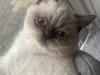 British Shorthair Mavi 