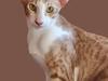 Orientaler Issacat's Carbonia/Bonnie