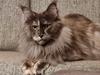 Maine Coon Cybercats Renata