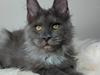 Maine Coon Perfect Giant&#39;s Blue Knight 