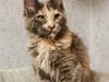 Maine Coon Darkside Devil&#39;s Fabiola 
