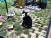Huskat snebold