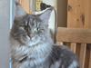 Maine Coon Blackangel's Brianna 