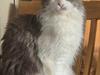 Maine Coon DK Blackangel's Venus