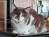 Maine Coon Blackangel's Guldkaramel D. 24.03.2025