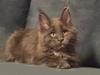 Maine Coon Blackangel&#39;s Glitter