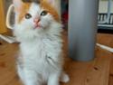 Kurilean Bobtail KorZhik's Klinger
