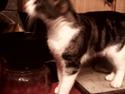Huskat Snebold