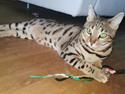 Bengal Piramocats Aya
