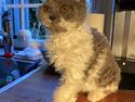 Selkirk Rex Pumpkin