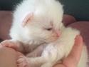 Huskat Perle