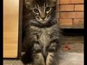 Maine Coon Milo
