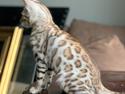 Bengal Oakheart Aurora