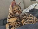 Bengal Nelly