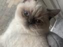 British Shorthair Mavi