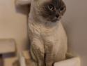 British Shorthair Empires Maggeduddi (Duddi)