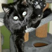 Tyrkisk Angora Ihsan von Kedi Arkadas