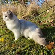Ragdoll S*Gunbertus Flora
