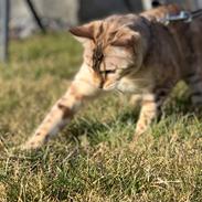 Bengal Fairysavage Ice Girl