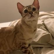 Bengal Fairysavage Ice Girl